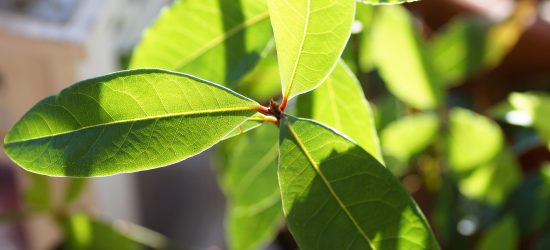 bay-leaf-5082237_1920
